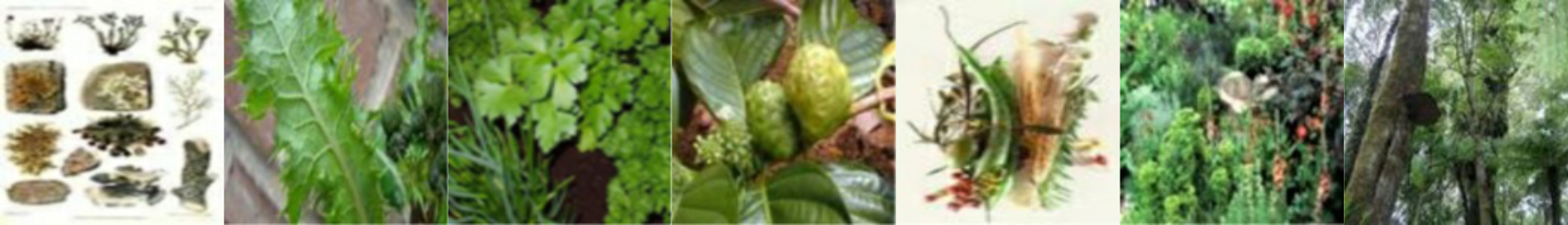 herbs-images