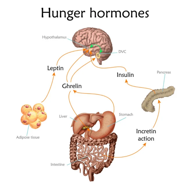 hunger hormones